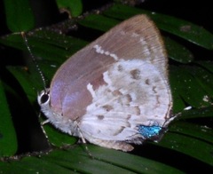 Tmolus ufentina