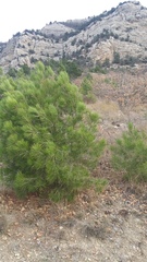 Pinus brutia pityusa