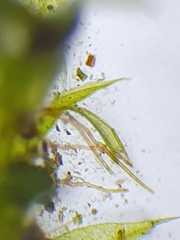 Ptychostomum moravicum