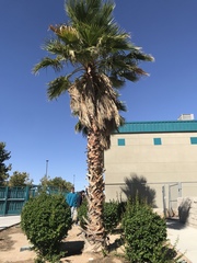 Washingtonia