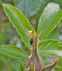 Psallus ambiguus