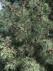 Juniperus turbinata