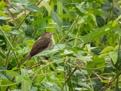 Nesotriccus incomtus
