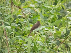 Nesotriccus incomtus