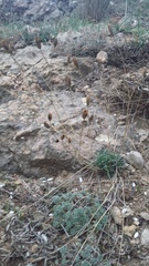 Dianthus marschallii