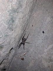 Xeropigo