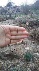 Dianthus marschallii