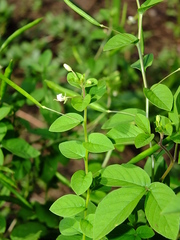 Cleome aculeata