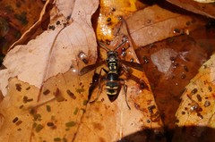Polistes snelleni