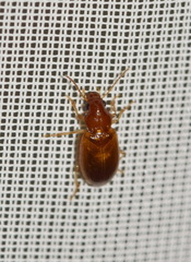 Bradycellus verbasci