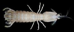 Squilla empusa