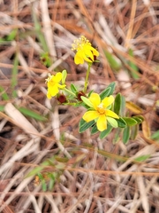 Hypericum cistifolium