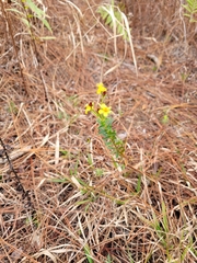 Hypericum cistifolium