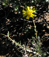 Osteospermum microphyllum