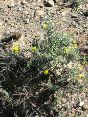 Osteospermum microphyllum