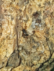 Steatoda ancorata