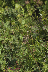 Anemonastrum fasciculatum