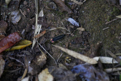 Pyractonema