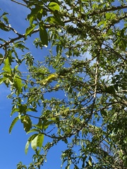 Iochroma arborescens
