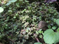 Marchantia emarginata