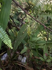 Calanthe lyroglossa