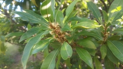 Sideroxylon salicifolium