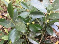 Ilex ficoidea