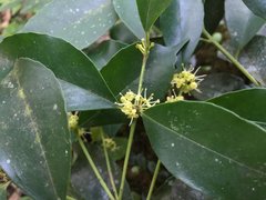 Ilex ficoidea