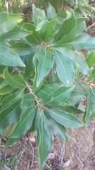 Sideroxylon salicifolium