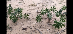 Lupinus palaestinus