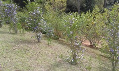 Tibouchina