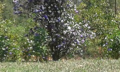 Tibouchina