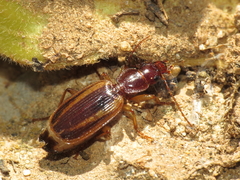 Cymindis lineola