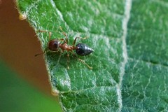 Crematogaster matsumurai