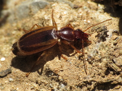Cymindis lineola