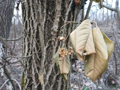 Euonymus hamiltonianus
