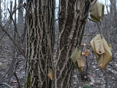 Euonymus hamiltonianus