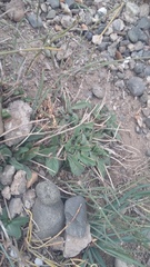 Convolvulus cantabrica