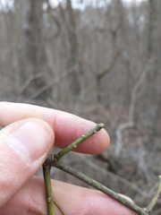 Euonymus hamiltonianus