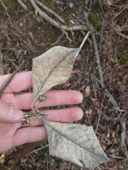 Euonymus hamiltonianus