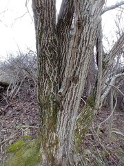 Euonymus hamiltonianus