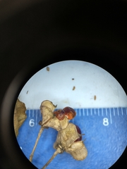 Euonymus hamiltonianus