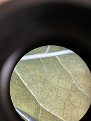 Euonymus hamiltonianus