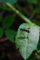 Condylostylus nebulosus