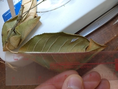 Euonymus hamiltonianus