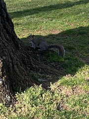 Sciurus carolinensis