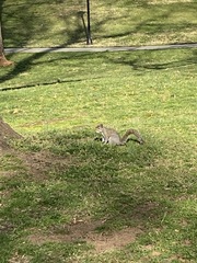 Sciurus carolinensis