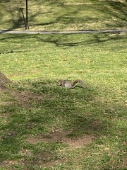 Sciurus carolinensis