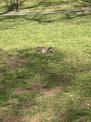 Sciurus carolinensis