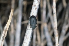Heterotarsus carinula